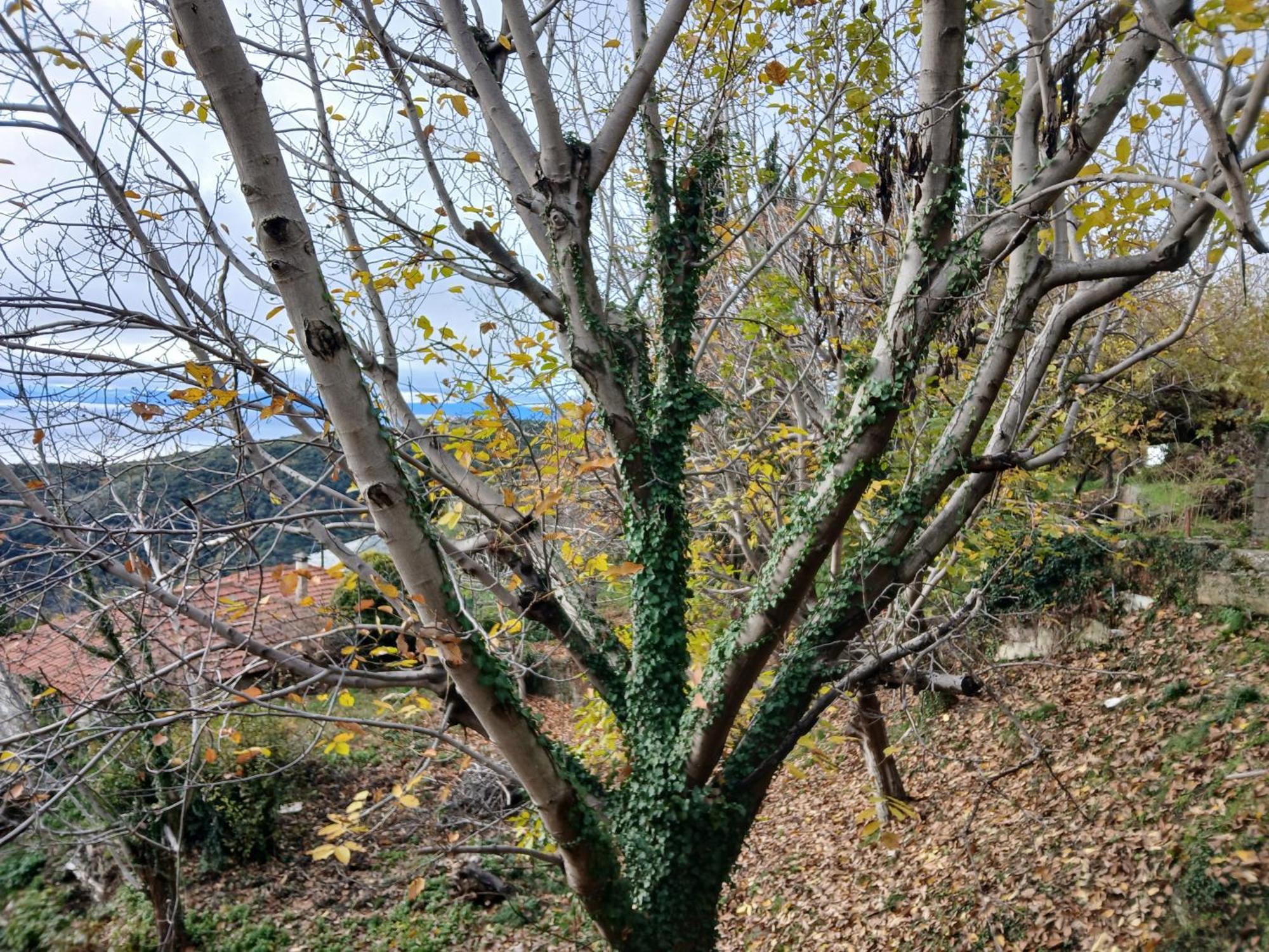 הוילה Miléai Mountain And Sea View מראה חיצוני תמונה